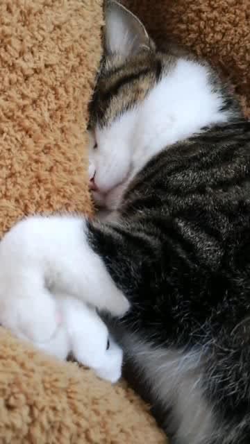一只睡得很好很舒服的猫咪 