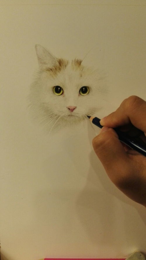 手绘白猫