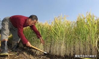 怎么看待农村里 偷庄稼 的现象 见不得别人好,还是本性难改