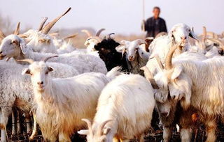 一只60斤的活羊能出多少肉 70斤的羊杀去内脏还有多少斤