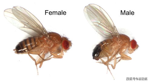 我国科学家揭示果蝇卵子发育新机制