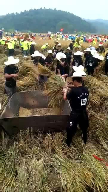 群主家收稻子,人多力量大啊 