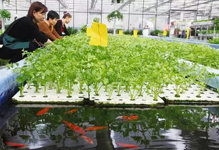 鱼菜共生系统装置技术详解,韭菜种植水培可以养鱼吗