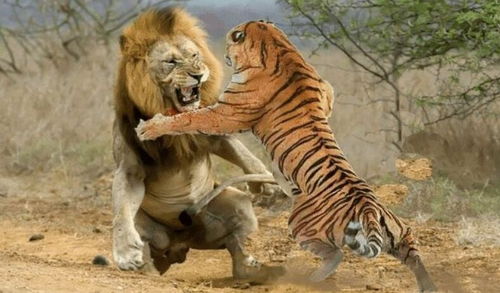 老虎的战斗力不如狮子吗 非洲狮大战东北虎,谁会是最后的赢家