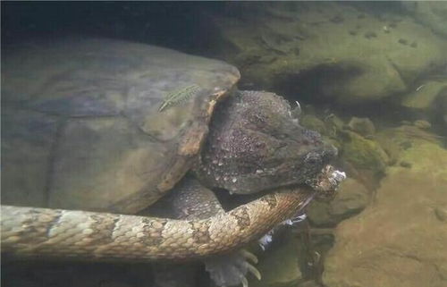 水蛇大战乌龟 下一秒乌龟像吃辣条一样啃食水蛇