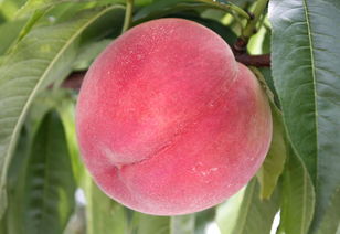 孕妇能吃桃子吗 怀孕8个月了，能吃桃子吗，一天最多吃几个？ 