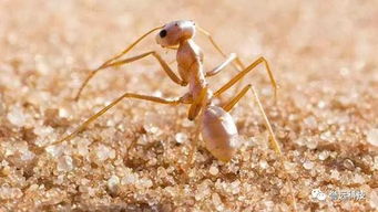地球上最耐热的蚂蚁,靠什么生活在炙热沙漠 看完你就明白了