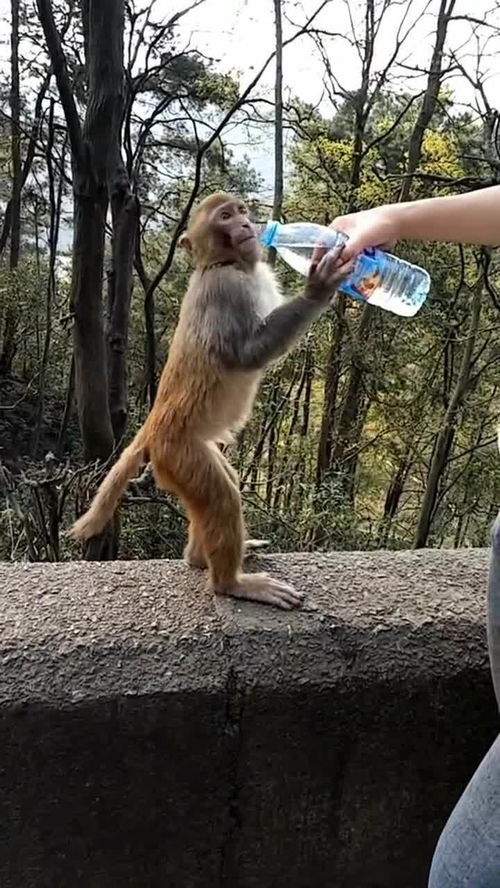 姑娘喂小猴子喝水,人与动物和谐相处,还挺美好的 