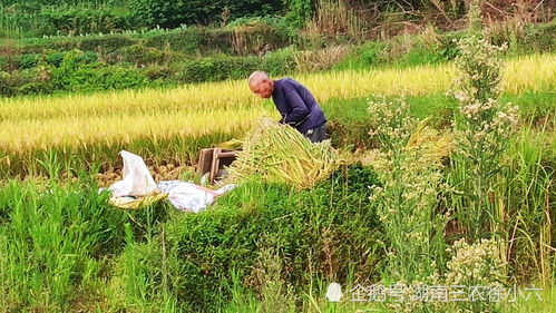 湖南有一农民用一块门板打稻子,还说这样是最好的最轻松的了
