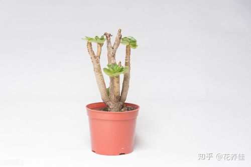 13种最适合客厅养的花卉植物,招财进宝寓意好 