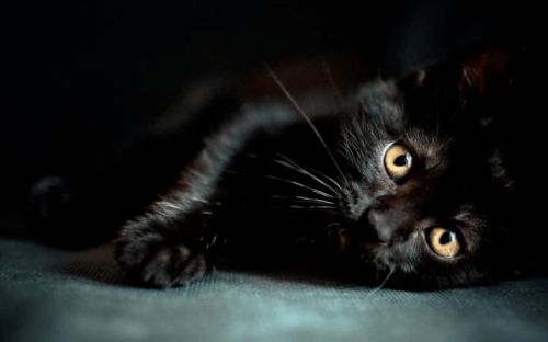 谁说黑猫不吉利 你可能不知道养只黑猫有多快乐