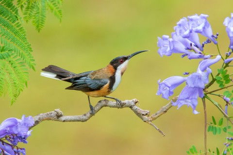 东尖嘴吸蜜鸟