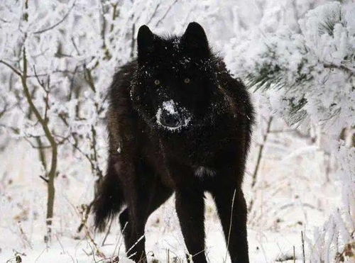 世界上最大的狼,也是唯一一种可以与大型猫科动物硬扛的狼