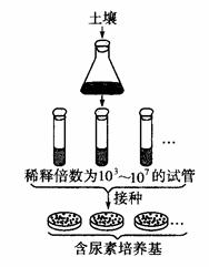 微生物计数：运用活菌计数法统计的菌落数往往比活菌的实际数目低，原因是？？