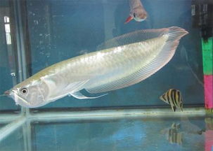 二十厘米小银龙鱼可以吃多大的小？