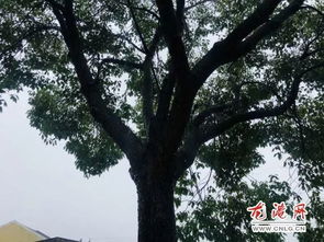 龙港一位村民家里风水不顺 要砍掉这株树 百姓愤怒了