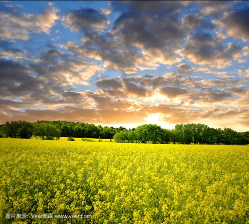 油菜田rapeseed field photo 