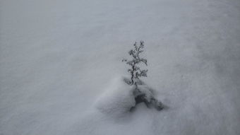 不下雪的冬天，亦有别样风情，不下雪的冬天作文600字