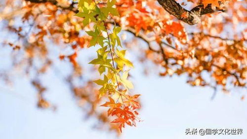 秋天关于叶的诗句