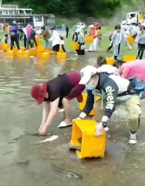 吉林数十名女子在松花湖放生,大量死鲶鱼被扔进湖中,放生变杀生