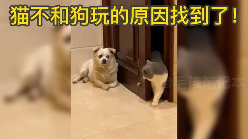 猫不和狗玩的原因找到了 