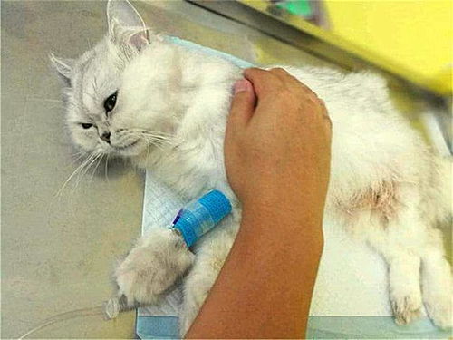 辟谣,猫咪贫血也能传染,无法痊愈的支原体感染,主人该如何预防
