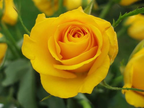 长得温馨的黄玫瑰,想要养好也得靠技术,你准备好了吗