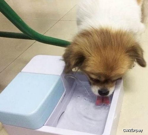 狗狗突然喝很多水,这是为什么 可能在提醒你是疾病的征兆
