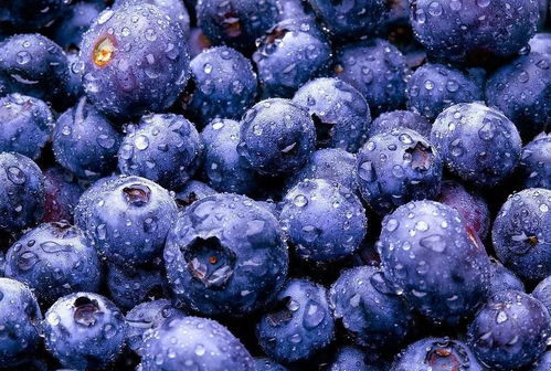 你知道吗 经常吃蓝莓竟然有这5个益处 所以别再嫌弃它酸了