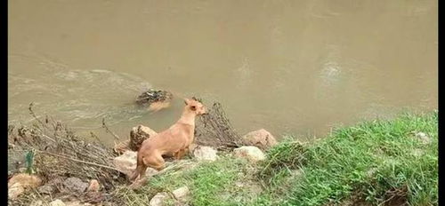 家人被洪水冲走,狗变身搜救犬参加救援,发现主人去世便自责绝食