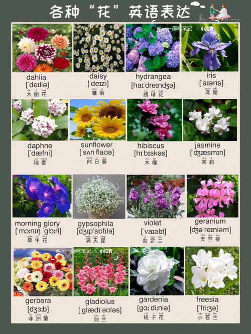 各种花的英文是什么，怎么读，可以用于人名吗？