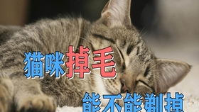 猫癣猫会挠吗