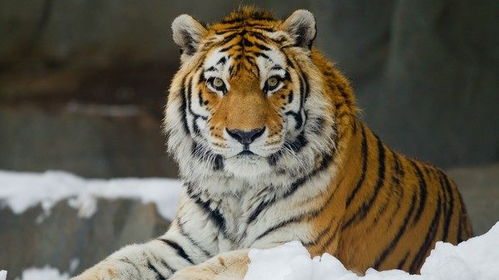 世界上最大老虎 