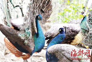 福州一小区居民集资建 百鸟园 养孔雀鹦鹉等