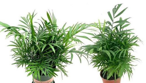 室内小型观叶植物别总摆放绿萝和吊兰,换盆袖珍椰子性价比也很高