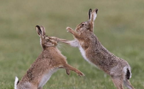 澳大利亚野兔成灾,每只体重近百斤,为何没人吃 当地人 吃不过