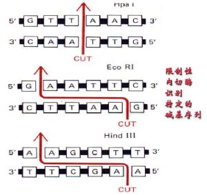 限制性核酸内切酶为什么叫限制性