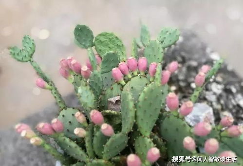 有些植物为什么不能多浇水(为什么植物不能缺水)