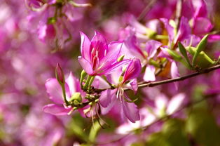 一树繁花入诗词 浸染花香满鼻翼 四月福州城赏花季