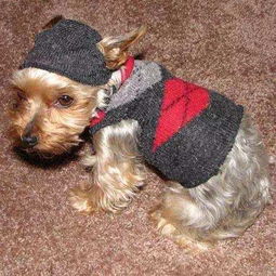 狗狗到了冬天需要穿衣服吗 看看狗狗的身体再说 
