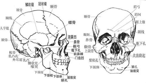 CG原画插画教程 三分钟教你学会 头部骨骼认识与塑造