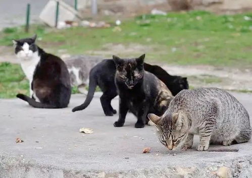 想要收养 流浪猫 先弄清楚 流浪猫和野猫 的区别再说