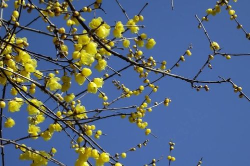 腊梅花几天浇一次水 