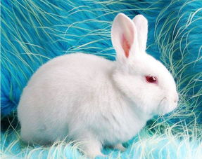 小白兔的特点,小白兔的特点是什么