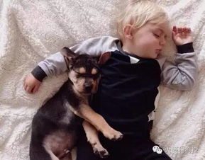 最新的研究表明,狗狗睡觉时会梦见主人...