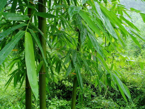 家里养竹子风水上有什么讲究,俗话说“无园不竹”，那么庭院为什么要种竹子呢？风水上有讲究