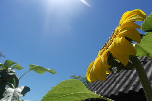 红河黄草坝天气预报