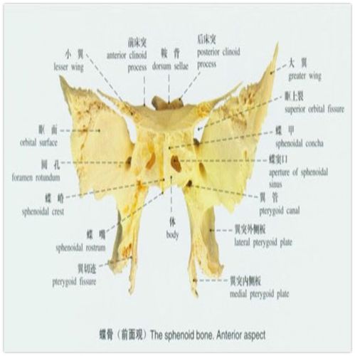 骨学相关知识之脑颅骨