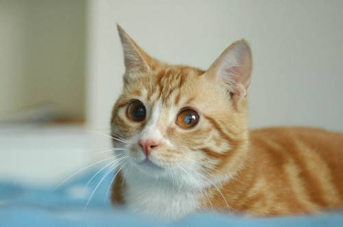 养猫经验 猫咪尿血是怎么回事怎么解决