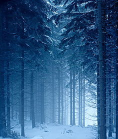冬日树林 